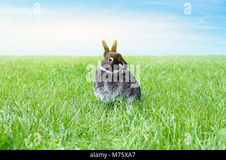 Kleine schwarze Kaninchen auf grünem Gras und Himmel Hintergrund. Netherland Zwergkaninchen. Stockfoto