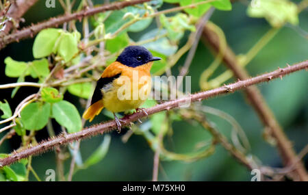 Dieser kleine Vogel immer in Munnar und andere Hill Top Bereich der grünen Wald, Stockfoto