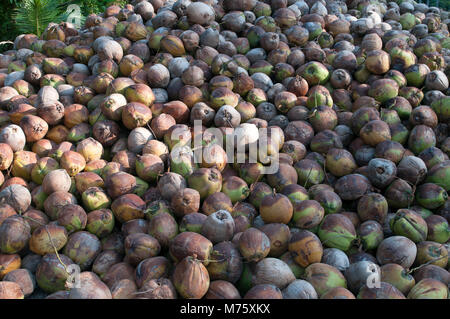 Thailand - Ko Samui - Harverst der Kokosnuss für Öl (Cocos nucifera) Stockfoto