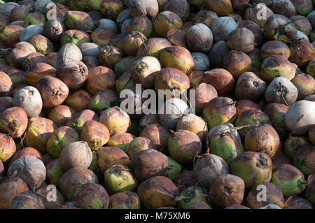 Thailand - Koh Samui - Harverst der Kokosnüsse für Öl (Cocos nucifera) Stockfoto