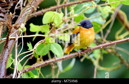 Dieser kleine Vogel immer in Munnar und andere Hill Top Bereich der grünen Wald Stockfoto