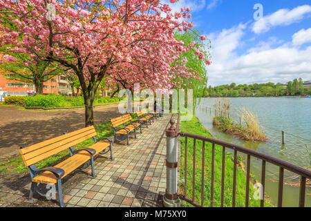 Nicht identifizierte Person betrachtet sitzen auf einer Bank am Teich Shinobazu in Ueno Park, Central Tokyo während der Kirschblüte. Ueno Park ist eine der beliebtesten und lebhaftesten Cherry Blossom Flecken. Stockfoto