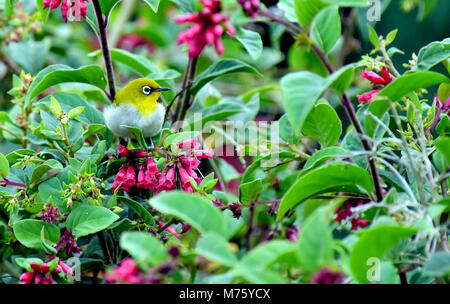 Dieser kleine Vogel immer in Munnar und andere Hill Top Bereich der grünen Wald Stockfoto