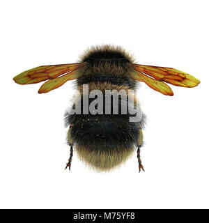 Hummel auf weißem Hintergrund. 3D-Darstellung Stockfoto