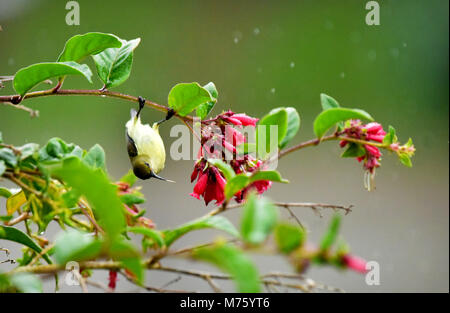 Dieser kleine Vogel immer in Munnar und andere Hill Top Bereich der grünen Wald Stockfoto