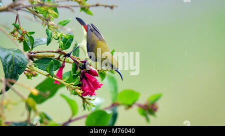 Dieser kleine Vogel immer in Munnar und andere Hill Top Bereich der grünen Wald Stockfoto