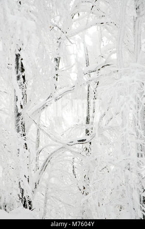 Verschneiten Wald in Beskiden. Stockfoto