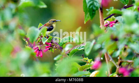 Dieser kleine Vogel immer in Munnar und andere Hill Top Bereich der grünen Wald Stockfoto