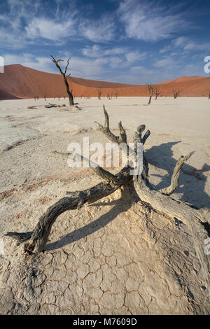 Blick auf tote Bäume Camelthorn gegen die roten Dünen und blauer Himmel im Deadvlei von Sossusvlei Namib-Naukluft-Nationalpark in Namibia, Südafrika Stockfoto
