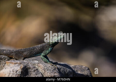 Blaue Leitung Lizard (bloukop koggelmander) Sonnenbaden auf einen Felsen auf den Chapman's Peak, Südafrika Stockfoto