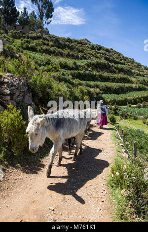 Nicht identifizierte Frau mit Eseln auf der Isla del Sol im Titicacasee. Stockfoto