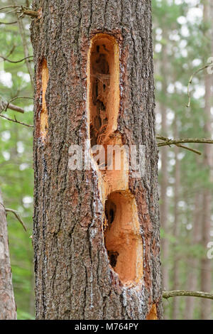 Spechthöhlen in einem Kiefer in Chutes Provincial Park in Ontario, Kanada, Stockfoto