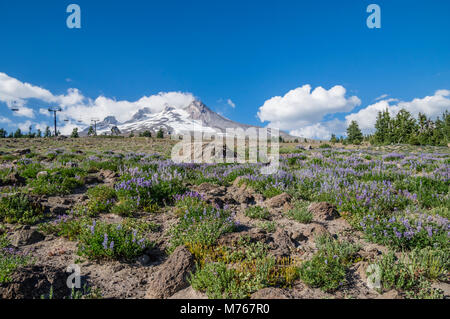 Wildflower Meadow auf Mt Hood mit dem Skilift und eine Ansicht von Palmer Schneefeld. Stockfoto