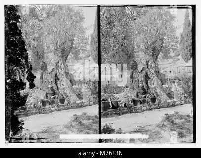 Eine Fotografie des alten Olivenbaums im Garten Getsemani, Jerusalem, bekannt für seine religiöse Bedeutung in der christlichen Geschichte und als Symbol des Friedens. Stockfoto