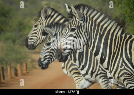 Niedliche Zebra im Kruger National Park Stockfoto