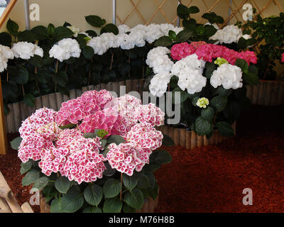 Bunte Ηydrangea Blumen in Blüte Ausstellung kiosk Stockfoto