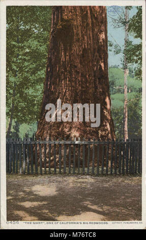 „The Giant“ ist ein berühmter kalifornischer Mammutbaum in Santa Cruz, der für seine beeindruckende Größe und symbolische Bedeutung als Teil des reichen Naturerbes des Bundesstaates bekannt ist. Stockfoto