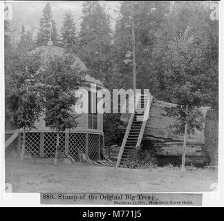 Das Bild zeigt den Stumpf des ursprünglichen Big Tree in Mammoth Grove mit einem Durchmesser von 32 Fuß, was die massive Größe des Baumes vor dem Fällen unterstreicht. Stockfoto