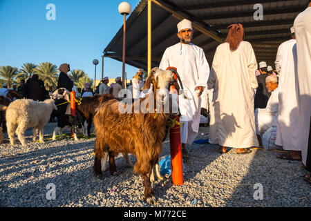 Szene auf der Nizwa Ziege Markt, Nizwa, Sultanat Oman Stockfoto