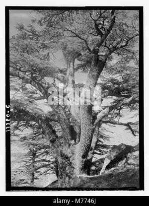 Ein Foto der berühmten Zedern des Libanon bei Tripolis, auch bekannt als Arz er-Rab oder Zeder des Erlösers. Dieser antike Hain ist ein Symbol des natürlichen Erbes und der historischen Bedeutung des Libanon. Stockfoto