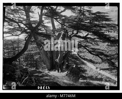 Ein Foto der Zedern des Libanon in der Nähe von Tripolis, das den alten Hain Arz er-Rab (Zeder des Erlösers) zeigt, ein wichtiges Symbol für das libanesische Erbe und die libanesische Kultur. Stockfoto