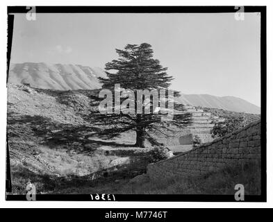 Ein Foto, das die berühmten Zedern des Libanon in der Nähe von Tripolis zeigt. Das Bild zeigt eine einsame riesige Zederne, ein Symbol für Stärke und historische Bedeutung, umgeben von einem üppigen Hain. Stockfoto
