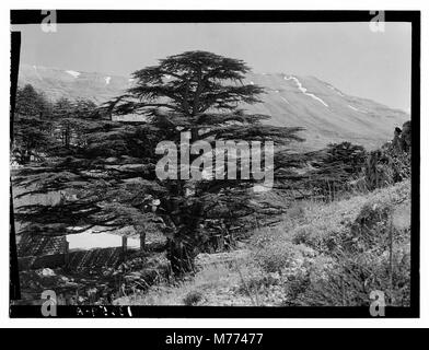 Dieses Foto zeigt die Zedern des Libanon, bekannt als Arz, in der Nähe von Tripolis. Das Bild konzentriert sich auf den Hain dieser alten Bäume, die wichtige kulturelle und historische Symbole sind. Stockfoto