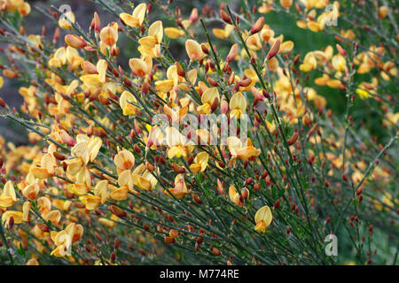 Besen Blumen in voller Blüte, Cytisus Stockfoto