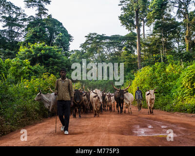 Lokale Kuhherde tief im Dschungel, Kamerun, Afrika Stockfoto
