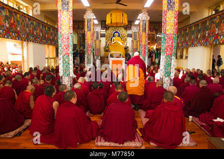 Tibetisch-buddhistische Mönche an Losar (tibetisches Neujahr) in den Dalai Lama Tempel, McLeod Ganj, Dharamsala, Himachal Pradesh, Indien, Asien Stockfoto