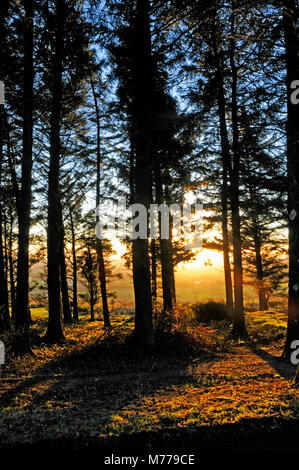 Winter Sonnenuntergang am Leuchtturm fiel Country Park Lancashire England Stockfoto