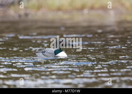 Common loon auf wavey See mit Wasser Tropfen fallen von Schnabel Stockfoto