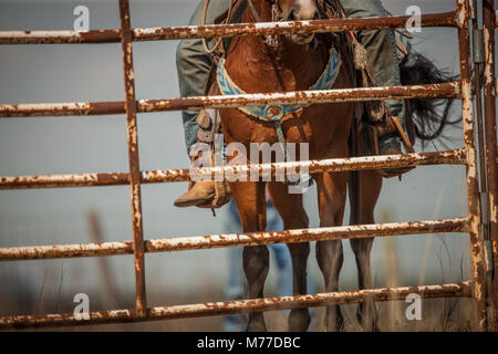 Pferd hinter Tor Stockfoto