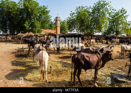 Tiermarkt in Niamey, Niger, Afrika Stockfoto