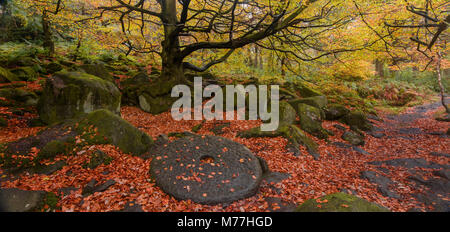 Ein mühlstein liegt in Blätter mit den angrenzenden Wäldern in vollen Herbst Farbe bedeckt, padley Schlucht, Grindleford, Peak District National Park, Großbritannien Stockfoto