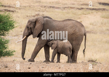 Eine Mutter und Baby Elefant (Loxondonta africana) im Tarangire Nationalpark, Manyara Region, Tansania, Ostafrika, Südafrika Stockfoto