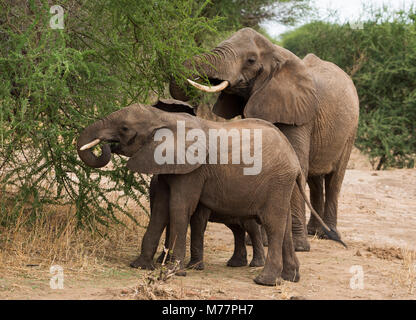 Junge Elefanten und ihre Mutter (Loxondonta africana) essen Akazie Blätter im Tarangire Nationalpark Tansania, Ostafrika, Südafrika Stockfoto