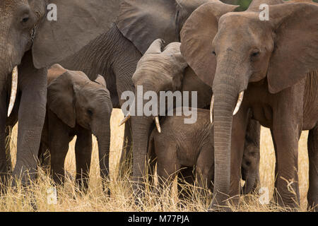 Eine Familie von Elefanten (Loxondonta africana) gepresst zusammen mit ihren Jungen in den Tarangire Nationalpark, Tansania, Ostafrika, Südafrika Stockfoto