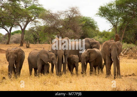 Eine Familie von Elefanten (Loxondonta africana) mit ihren Jungen stehen gemeinsam im Tarangire Nationalpark, Tansania, Ostafrika, Südafrika Stockfoto