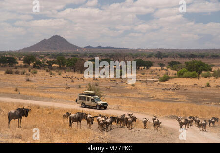 Gnus (connochaetes Taurinus) Um eine Safari Fahrzeug im Tarangire Nationalpark, Manyara Region, Tansania, Ostafrika, Südafrika Stockfoto