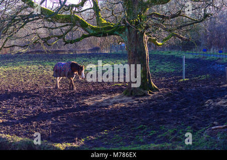 Glasgow, Schottland, Großbritannien. 9. März, 2018. UK Wetter: Clydesdale horse tragen Es ist Winter Mantel auf dem Gelände des Pollok Country Park an einem sonnigen Nachmittag in Glasgow, Schottland, Großbritannien. Credit: Skully/Alamy leben Nachrichten Stockfoto