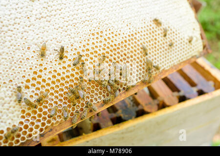 Bienenstock mit Bienen Stockfoto