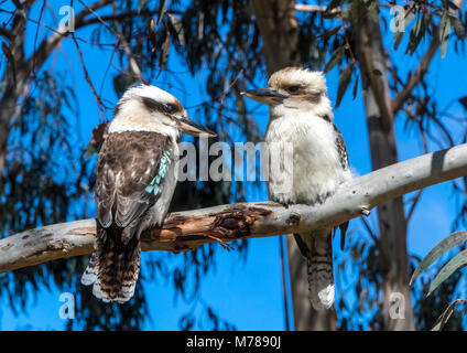 Zwei Kookaburras sitzen auf einem Ast Stockfoto
