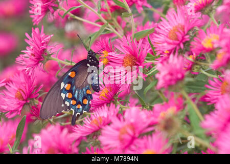 03004-00717 Pfeifenwinde Swallowtail (Battus philenor) auf New England Aster (Aster novae-angliae 'Alma Potschke') Marion Co.IL Stockfoto