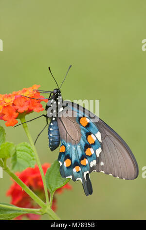 03004-00810 Pfeifenwinde Swallowtail (Battus philenor) an der roten Verbreitung Lantana (Lantana camara) Marion Co.IL Stockfoto