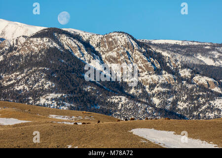 Vollmond über elektrische Peak mit Bison. Stockfoto