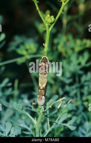 03017-00614 riesige Schwalbenschwanz (Papilio cresphontes) Caterpillar Fütterung auf der Rue (Ruta graveolens) Marion Co.IL Stockfoto