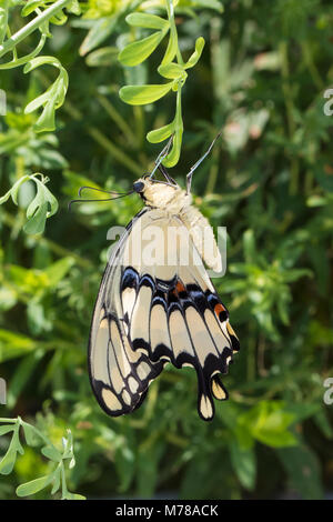 03017-00918 Giant Swallowtail butterfly (Papilio cresphontes) neu entstandenen, Marion Co., IL Stockfoto