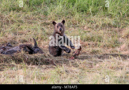 Grizzly Cub auf Bison Leichnam in Hayden Valley. Stockfoto