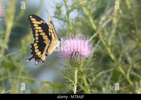 03017-01404 riesige Schwalbenschwanz (Papilio cresphontes) auf Bull Thistle (Cirsium vulgare) Marion Co.IL Stockfoto